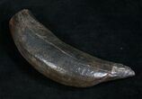 Nice Fossil Sperm Whale Tooth - Georgia #8537-1
